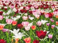 Colorful mix of yellow, pink, white  and red tulips flower bed,  spring park garden Royalty Free Stock Photo