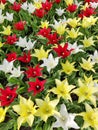 Colorful mix of yellow, white and red tulips flower bed,  spring park garden Royalty Free Stock Photo