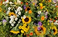 Colorful mixed floral composition with sunflowers, daisies, various wildflowers,marigolds, sunflowers, purple and white roses.