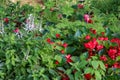 A colorful mixed flower border lush with red begonias, citronella plants