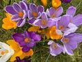 Colorful mixture of crocuses bloom in spring in yellow, purple and violet colors in the park. Royalty Free Stock Photo