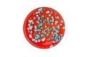 Colorful mold plate