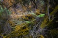 Colorful moldy volcanic vegetation covered with many colors