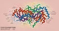 Colorful molecular structure diagram depicting a protein with Royalty Free Stock Photo