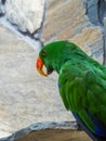 Colorful Moluccan eclectus parrot standing on a rock Royalty Free Stock Photo