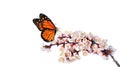 Colorful monarch butterfly on a blooming apricot branch isolated on white Royalty Free Stock Photo