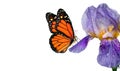 Colorful monarch butterfly on blue iris flower in water drops isolated on white Royalty Free Stock Photo