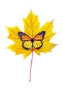 colorful monarch butterfly on bright yellow autumn maple leaf isolated