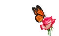 Colorful monarch butterfly on pink rose flower isolated on white. copy space