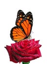 Colorful monarch butterfly on red rose flower in water drops isolated on white