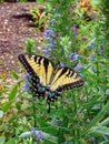A Colorful Monarch Butterfly Resting in a Garden Royalty Free Stock Photo