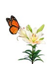 Colorful monarch butterfly on white lily flower isolated on white Royalty Free Stock Photo