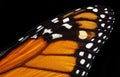 Colorful monarch butterfly wing isolated on black. tropical butterfly wing texture background Royalty Free Stock Photo