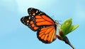 Colorful monarch butterfly on young green leaves on a blue sky background Royalty Free Stock Photo