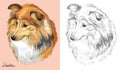 Colorful and monochrome hand drawing vector portrait of Sheltie