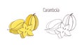 Colorful and monochrome outline drawings of carambola or starfruit. Whole and cut in cross-section ripe juicy fruits