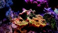 Close up shot on montipora short stony polyps coral Royalty Free Stock Photo