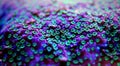 Close up shot on montipora short stony polyps coral Royalty Free Stock Photo