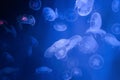 Colorful Moon Jellyfish underwater on dark blue background. light reflection on Jellyfish moving in water in the