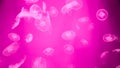 Colorful Moon Jellyfish underwater on dark pink background. light reflection on Jellyfish moving in water in the