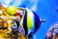 Colorful Moorish Idol Fish Waikiki Oahu Hawaii