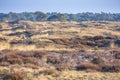 Colorful moorland landscape, national park Hoge Veluwe Holland Royalty Free Stock Photo