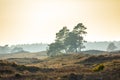 Colorful moorland landscape, national park Hoge Veluwe Holland Royalty Free Stock Photo