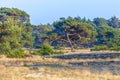 Colorful moorland landscape, national park Hoge Veluwe Holland Royalty Free Stock Photo