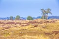 Colorful moorland landscape, national park Hoge Veluwe Holland Royalty Free Stock Photo