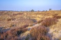 Colorful moorland landscape, national park Hoge Veluwe Holland Royalty Free Stock Photo