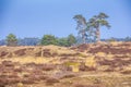 Colorful moorland landscape, national park Hoge Veluwe Holland Royalty Free Stock Photo