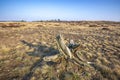 Colorful moorland landscape, national park Hoge Veluwe Holland Royalty Free Stock Photo