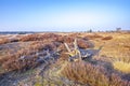 Colorful moorland landscape, national park Hoge Veluwe Holland Royalty Free Stock Photo