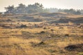 Colorful moorland landscape, national park Hoge Veluwe Holland Royalty Free Stock Photo