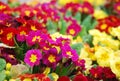 Colorful morning glory flowers