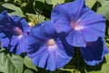 Morning Glory in the garden Royalty Free Stock Photo