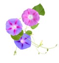 Colorful Morning Glory Flowers Isolated on White Background Royalty Free Stock Photo