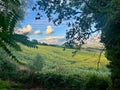 A colorful morning in Tuscany. View of a field of sunflowers. Royalty Free Stock Photo