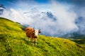 Colorful morning view of Bernese Oberland Alps, Grindelwald village location.