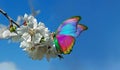 Colorful morpho butterfly on apple tree flowers. pastel spring background. butterfly sitting on flowers against the sky. flowering Royalty Free Stock Photo