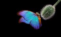 Colorful morpho butterfly on a poppy bud in drops of water. poppy bud close-up. butterfly on a flower. copy space