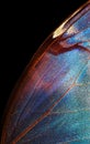 Colorful morpho butterfly wing. tropical butterfly wing texture background