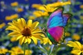 Colorful morpho butterfly on yellow chamomile flower in the garden Royalty Free Stock Photo