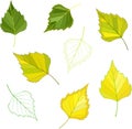 Colorful mosaic birch leaves. . easy to modify. Royalty Free Stock Photo