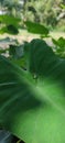 Colorful mosquito in green leaf