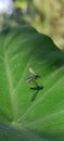 Colorful mosquito in green leaf