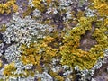 Colorful moss background