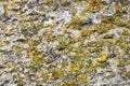 Colorful Moss on Concrete Wall. Aged wall of old building with multicolored moss, textured background, full frame.