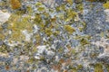 Colorful Moss on Concrete Wall. Aged wall of old building with multicolored moss, textured background, full frame.