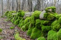 Colorful moss covered dry stone wall